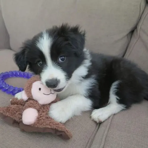 Border Collie - Energia Que Anima O Dia 