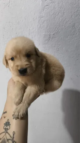 Golden Cães para companhia