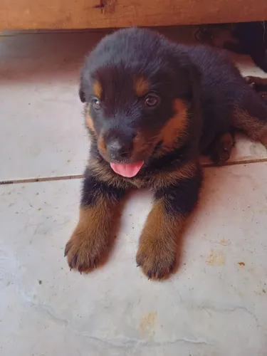 Rottweiler 
