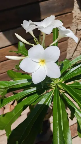 Flores branca