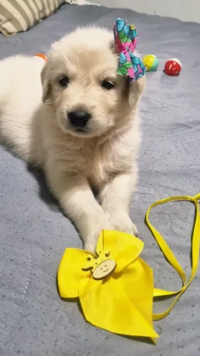 FILHOTES GOLDEN RETRIEVER
