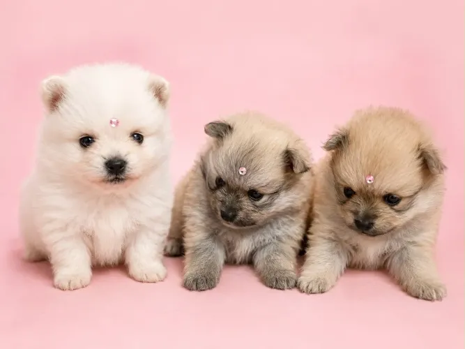 Lulu-da-pomerânia