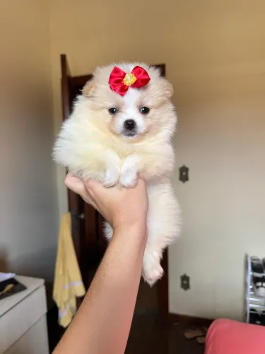 Lulu da pomerania femea anã ursinha excelente linhagem