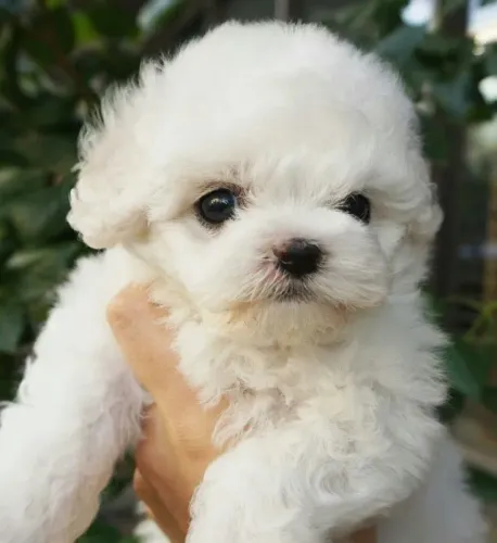 Pequena Nuvem de Amor em Quatro Patas
