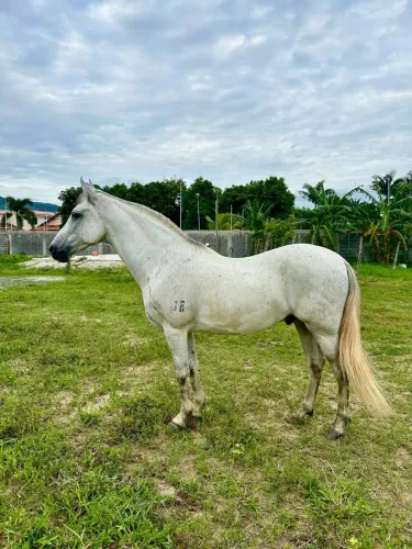 Cavalo manga larga