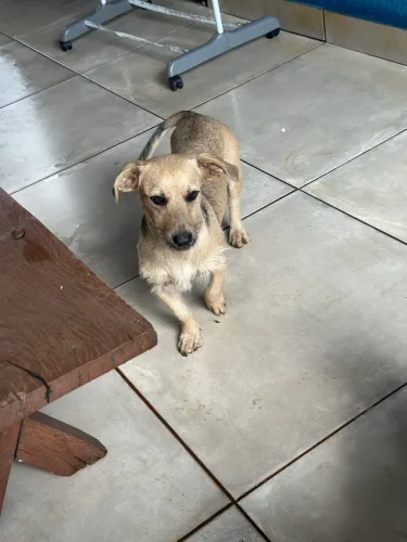 Cadela para doação