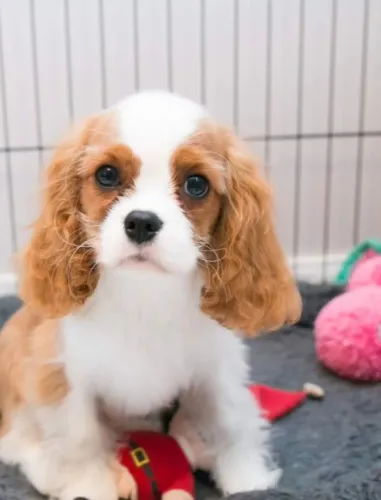 Cavalier King- Fêmea com 83 dias 3 doses da vacina V10, em loja- Daniela