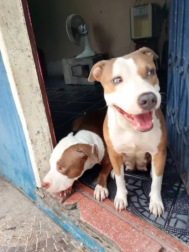 Vendo pitbull macho marca pitemoster