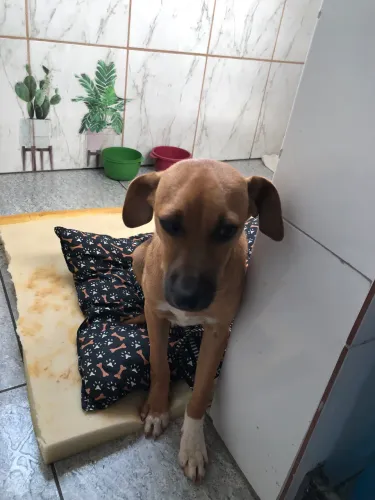 Cachorro srd