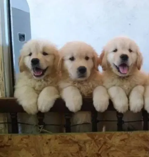 Stanlovegolden