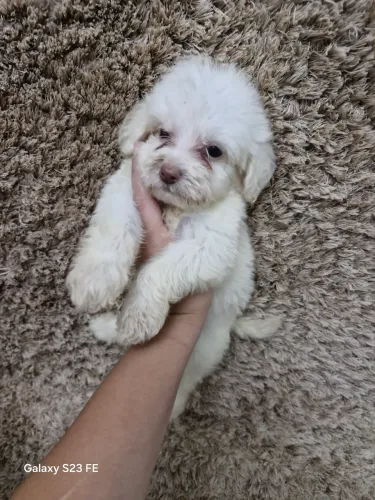 Filhotes de poodle