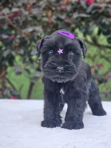 Schnauzer Miniatura | Entrega em Foz 14/08