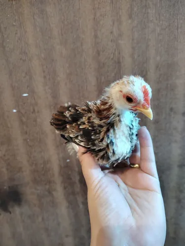 Vendo pintinhos mini garnisé galinha galo