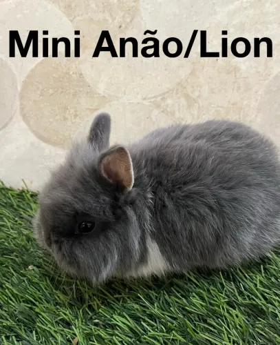 Mini coelhos 