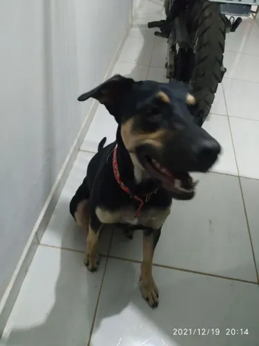 Cadela para Adoção