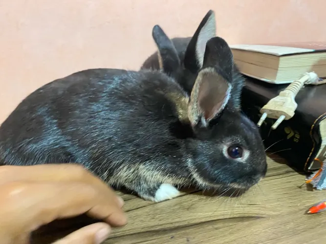 Coelhos comuns tradicionais disponíveis a envios  