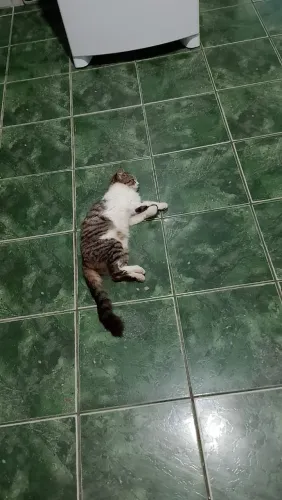Doação de gato