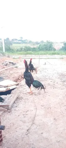 Galo mura Reprodutor diamante negro costeiro