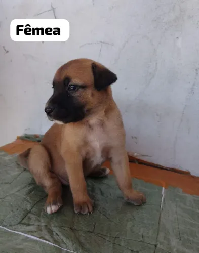Estou filhotes de cachorros p