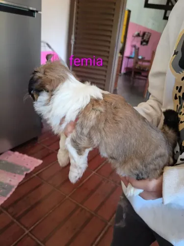 Fêmea de shih Tzu