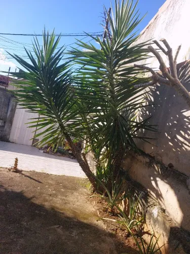 Planta yucca