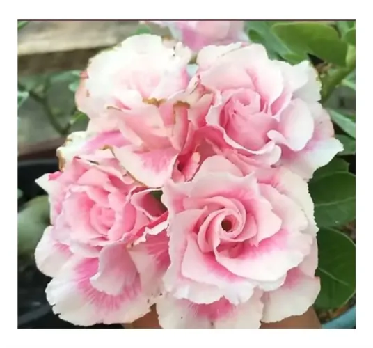 Rosa do deserto em promoção de $150 por $130