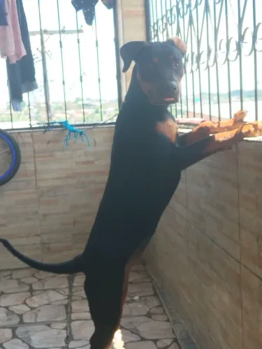 Rottweiler fêmea