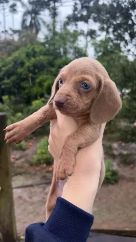 Fêmea Dachshund arlekim
