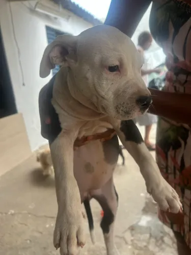 Filhote de Pitbull 