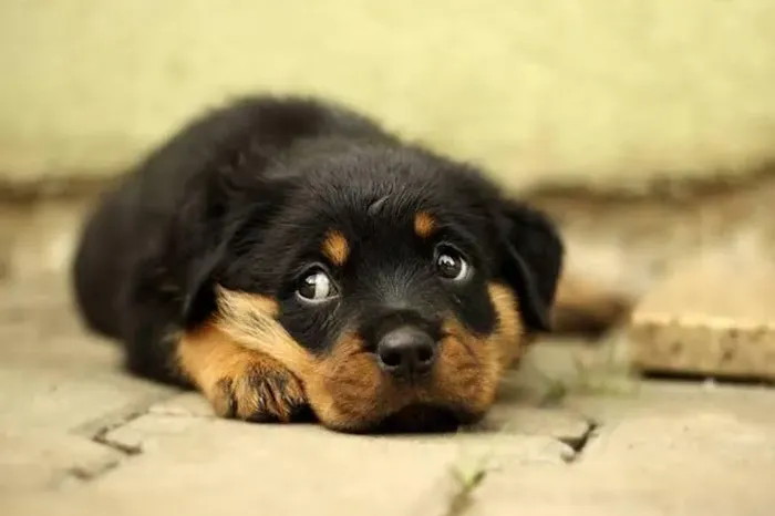 Rottweiler Um companheiro que faz tudo valer mais a pena