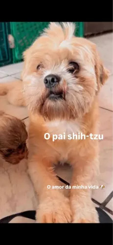 Filhotes de shih-tzu com poddle 