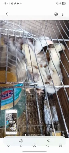 pintos ornamentais gsb.