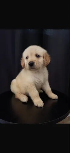 Golden com 60 dias vermigado