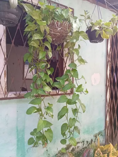 Plantas variadas