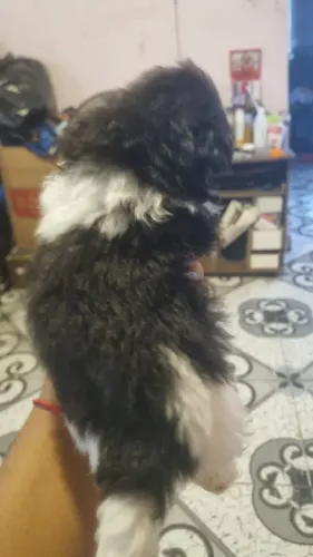 Cachorro da raça shiatsu 