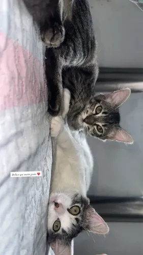Doação de casal de gatinho super dócil 