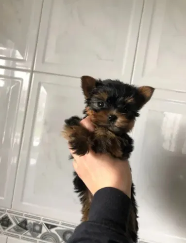 Yorkshire Terrier - Um Pequeno Amor para Fazer Parte da Sua Família
