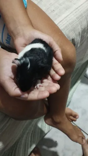 Porquinho da índia filhote 