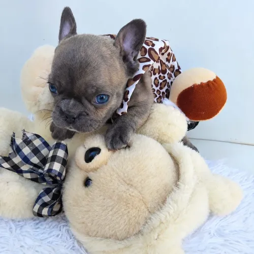 Buldogue francês femea mini olhos azuis