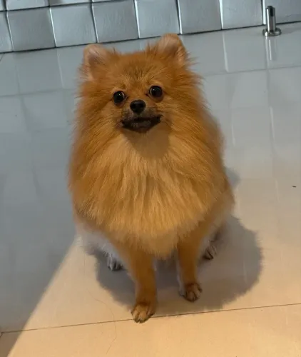 Spitz alemão