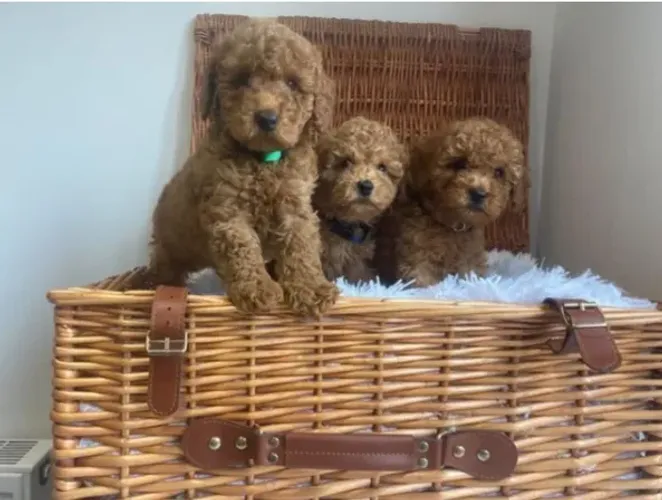 Poodle,Poodle Filhote Disponível Entrega Facilitada