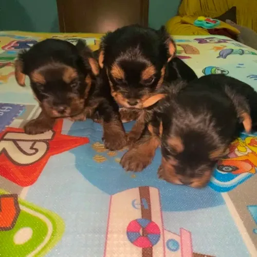 Filhotes de Yorkshire machos