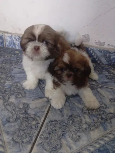 Machos de Shitzu 
