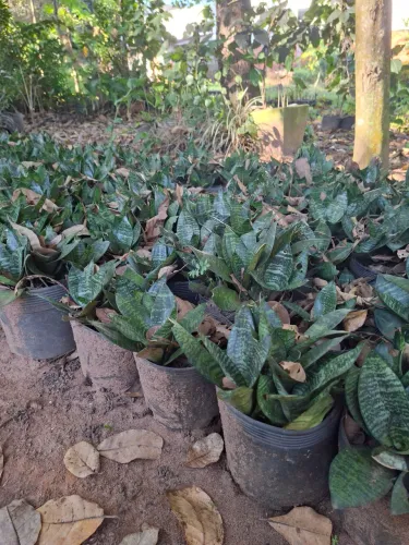 Planta mini espada de São Jorge 