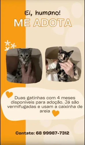 DOAÇÃO DE FILHOTINHAS ?