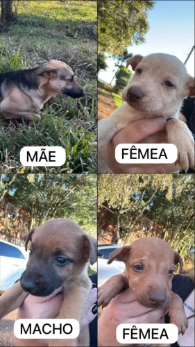 CACHORRO PASTOR ALEMÃO