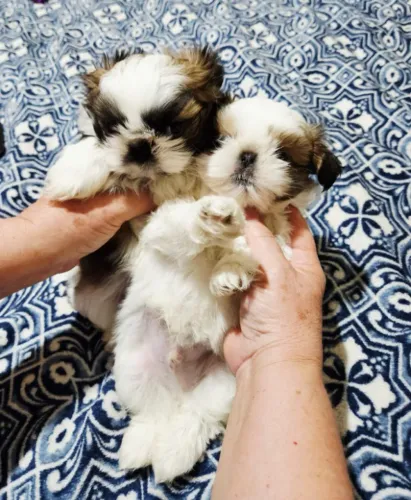 Amigavel e Carinhoso, Shihtzu seu melhor Amigo Pet.