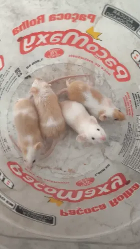 CAMUNDONGOs PETs ou ALIMENTAÇÃO.