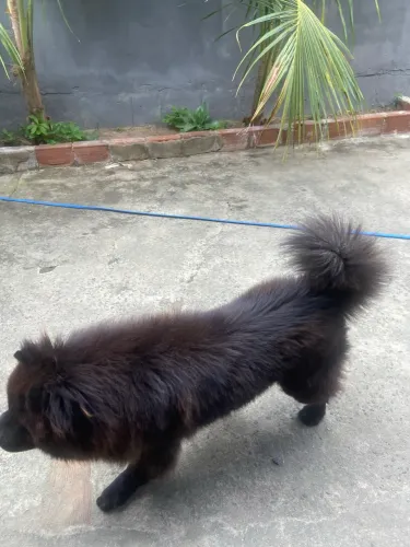Chow - Chow