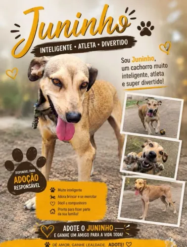 Cachorro, pet macho, cão